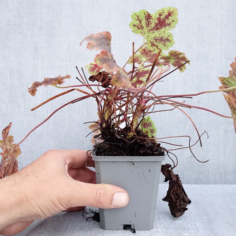 Ejemplar de Heucherella Solar Power Maceta de 8/9 cm entregado en otoño