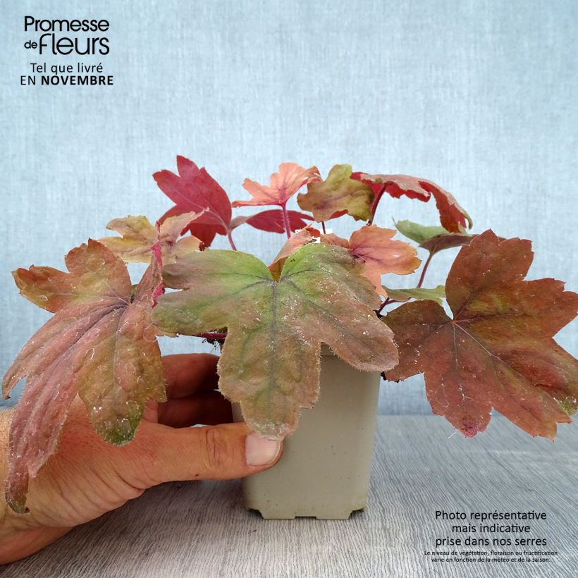 Ejemplar de Heucherella Sweet Tea Maceta de 8/9 cm entregado en otoño