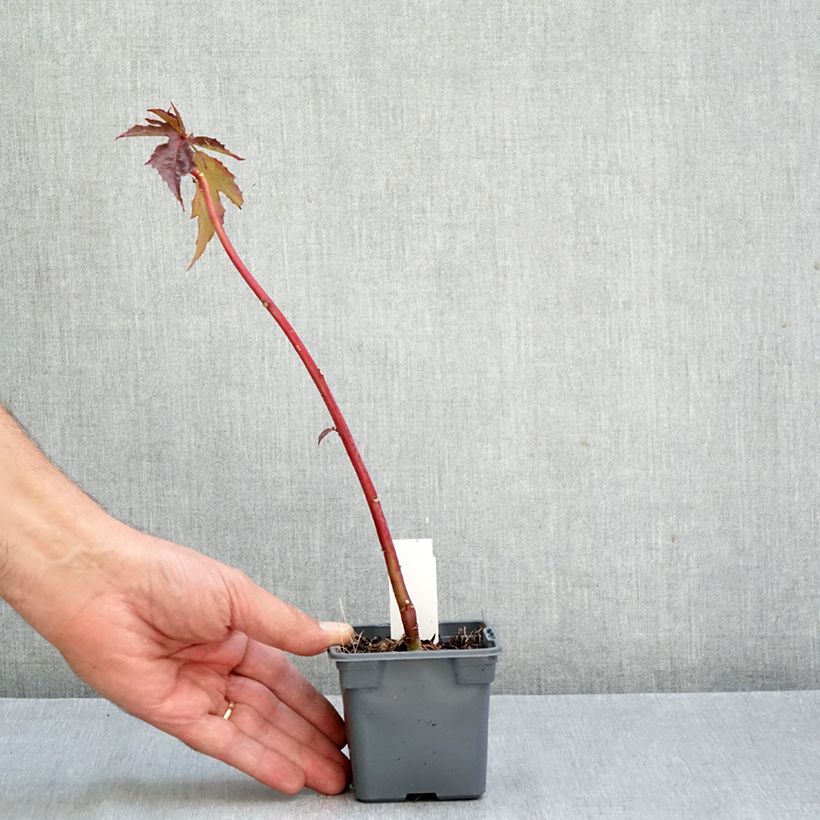 Ejemplar de Hibiscus moscheutos Carousel® Ghost® - Hibisco moschetos Maceta de 8/9 cm entregado en otoño