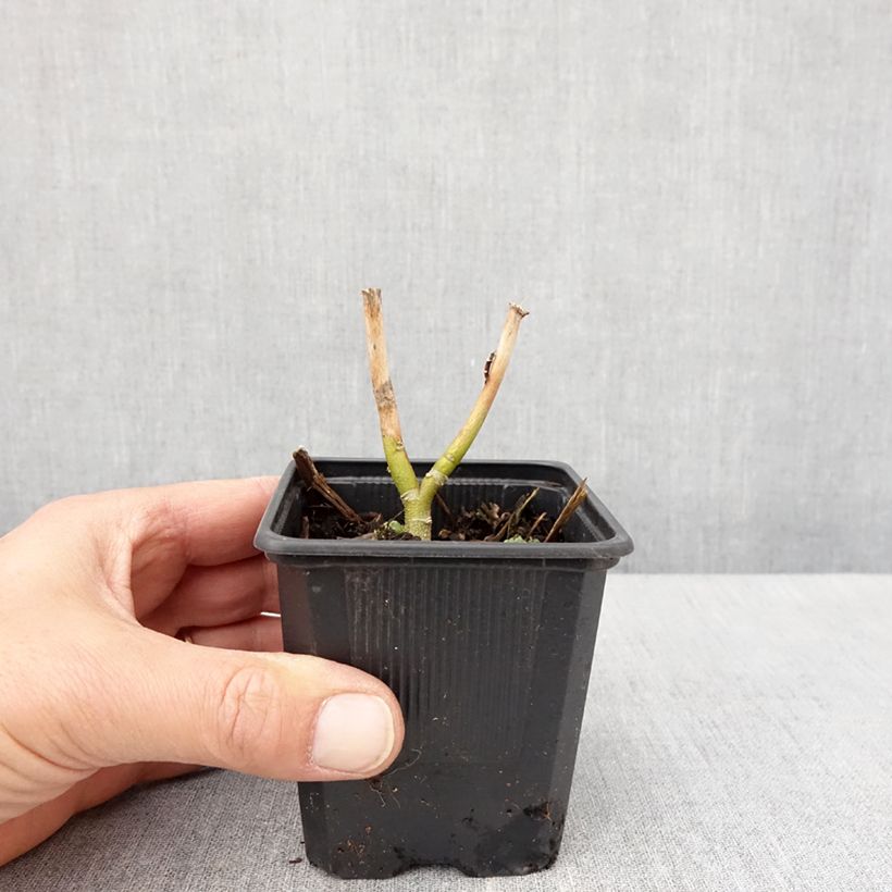 Hibiscus moscheutos Carousel® Ghost® - Hibisco moschetos Maceta de 8/9 cm Ejemplar entregado en la primavera