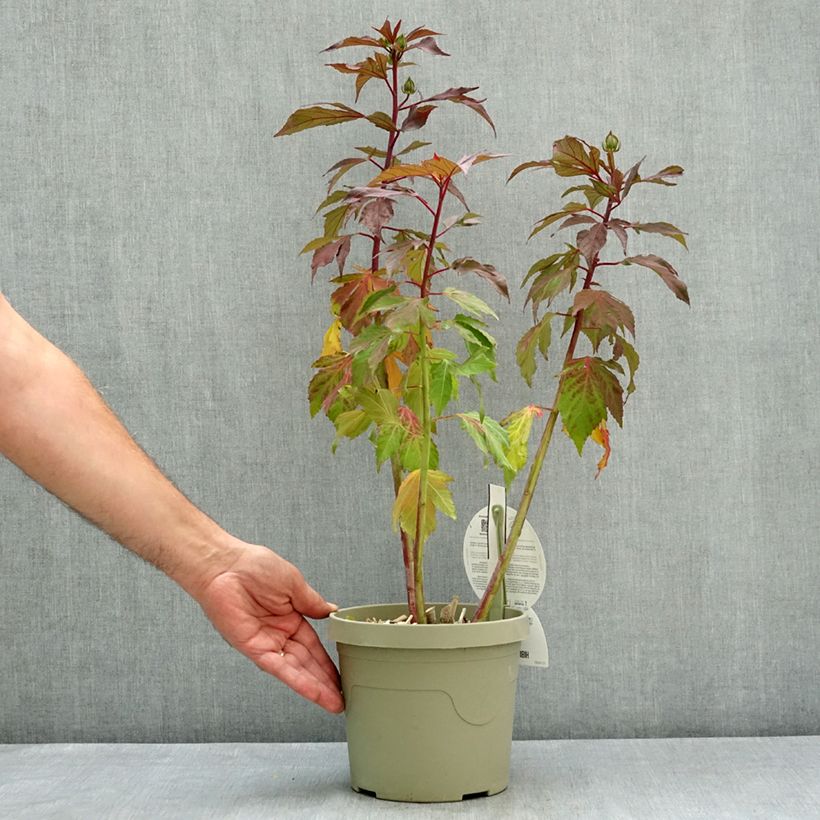 Ejemplar de Hibiscus moscheutos Carousel® Ghost® - Hibisco moschetos Maceta 3L/4L entregado en verano