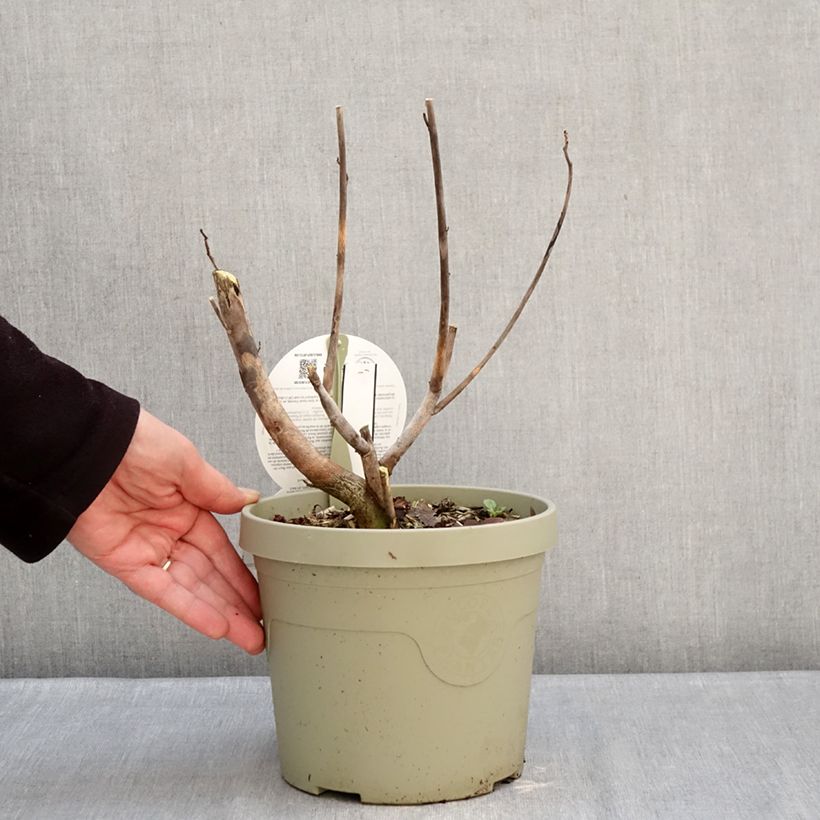 Hibiscus moscheutos Carousel® Ghost® - Hibisco moschetos Maceta 3L/4L Ejemplar entregado en invierno