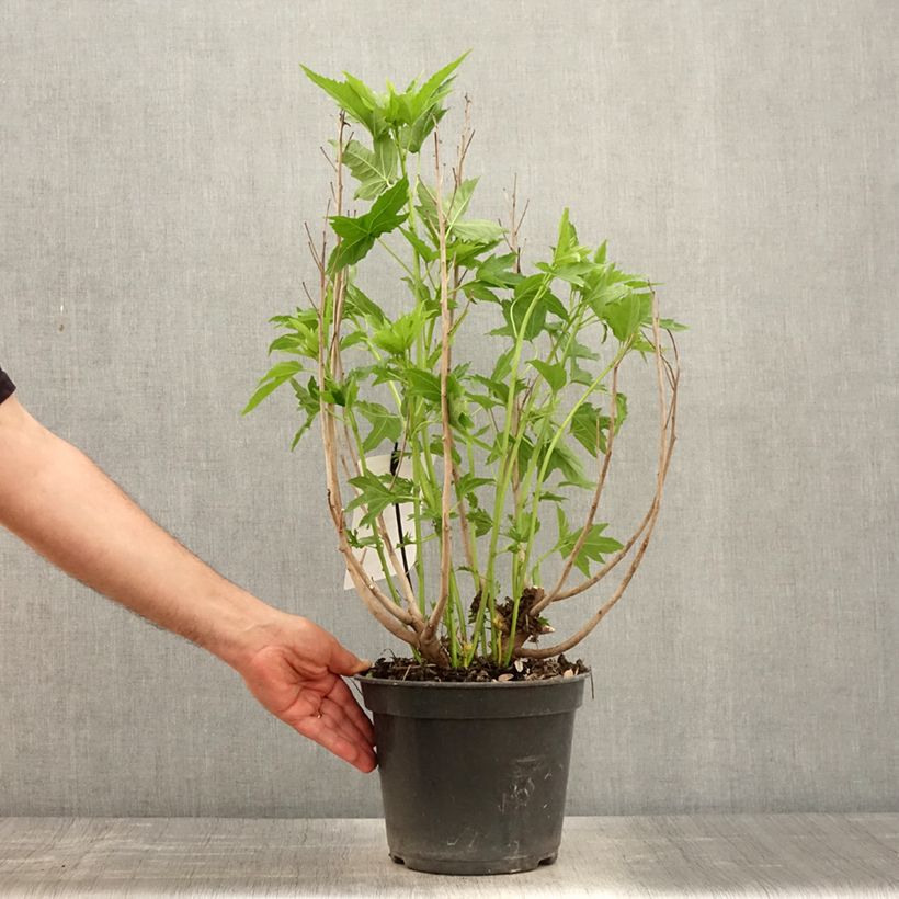 Hibiscus moscheutos Fujin - Hibisco moschetos Maceta 4L/5L Ejemplar entregado en la primavera