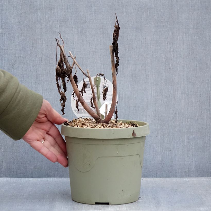 Hibiscus moscheutos Carrousel Geant Red - Hibisco moschetos Maceta 3L/4L Ejemplar entregado en invierno