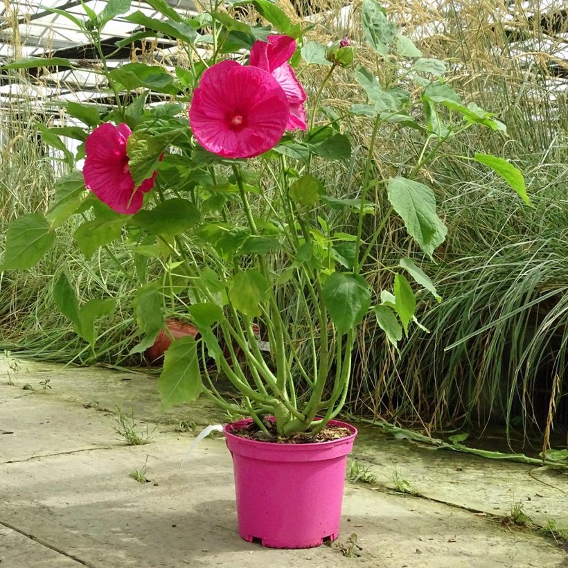 Hibiscus moscheutos Rosa - Hibisco moschetos (Porte)