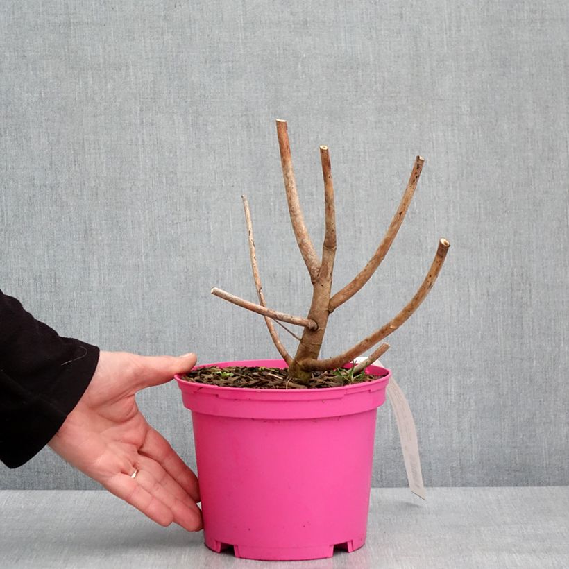 Hibiscus moscheutos Summerific Berry Awesome - Hibisco moschetos Maceta 3L/4L Ejemplar entregado en invierno