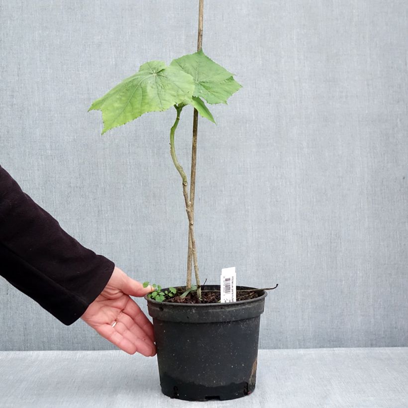 Ejemplar de Hibiscus paramutabilis - Hibisco Maceta 2L/3L entregado en otoño