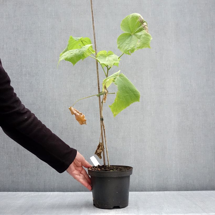Hibiscus paramutabilis - Hibisco Maceta 2L/3L Ejemplar entregado en invierno