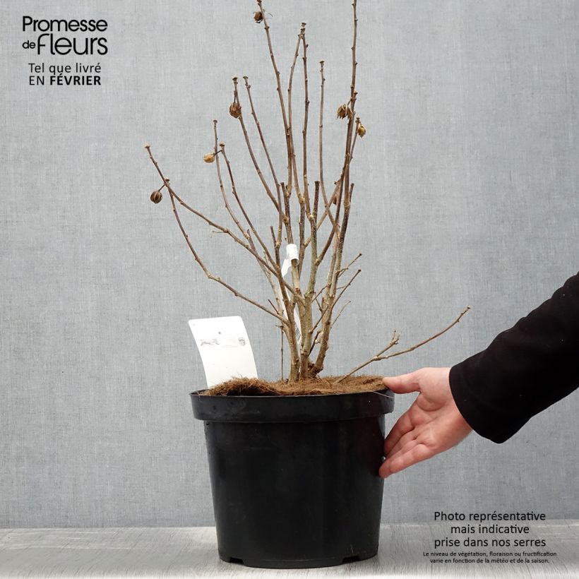 Altea Pink Giant - Hibiscus syriacus Maceta 7,5L/10L Ejemplar entregado en invierno