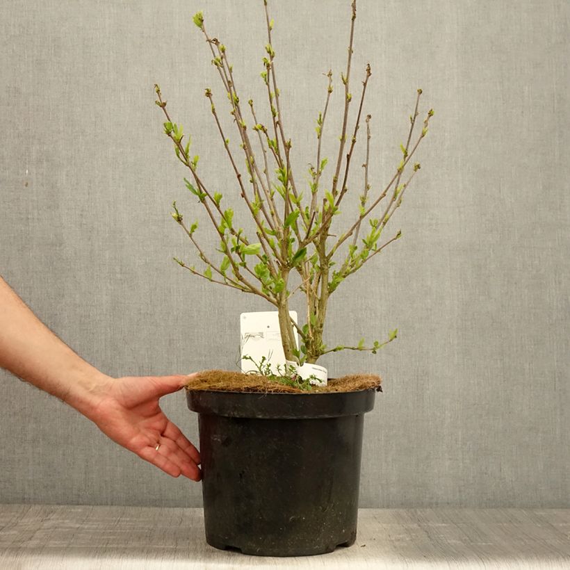 Altea Pink Giant - Hibiscus syriacus Maceta 7,5L/10L Ejemplar entregado en la primavera