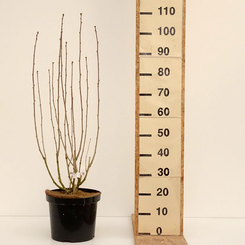 Hibiscus Rose Moon - Altea Maceta 7,5L/10L Ejemplar entregado en invierno