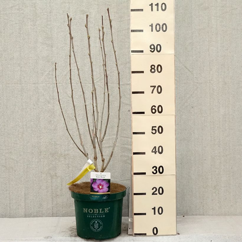 Hibiscus Rose Moon - Altea Maceta 7,5L/10L Ejemplar entregado en la primavera