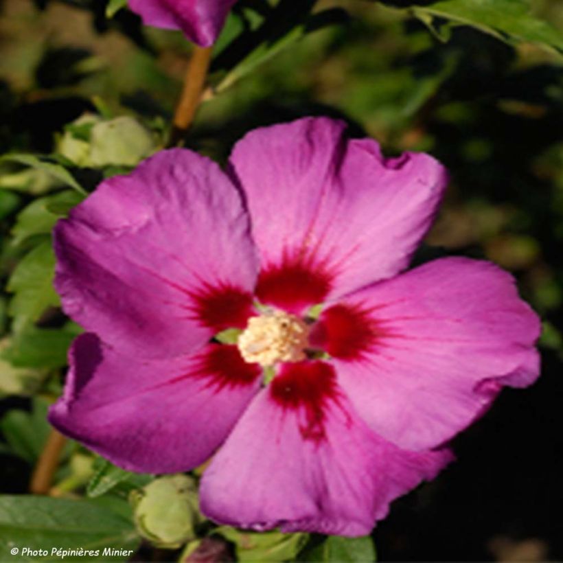Hibiscus syriacus Russian Violet - Altea (Floración)