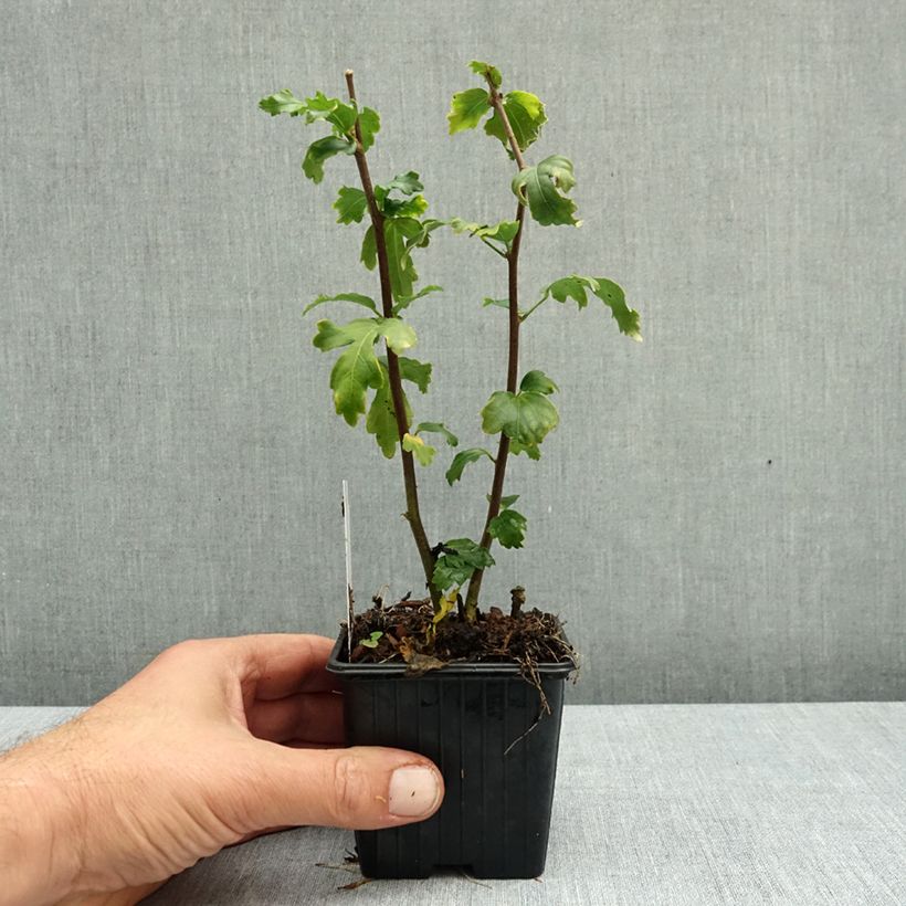 Ejemplar de Altea Admiral Dewey - Hibiscus syriacus Maceta de 8/9 cm entregado en otoño