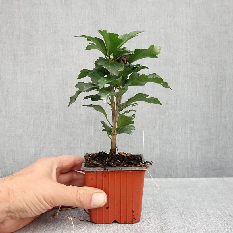 Ejemplar de Altea Ardens - Hibiscus syriacus Maceta de 8/9 cm entregado en otoño