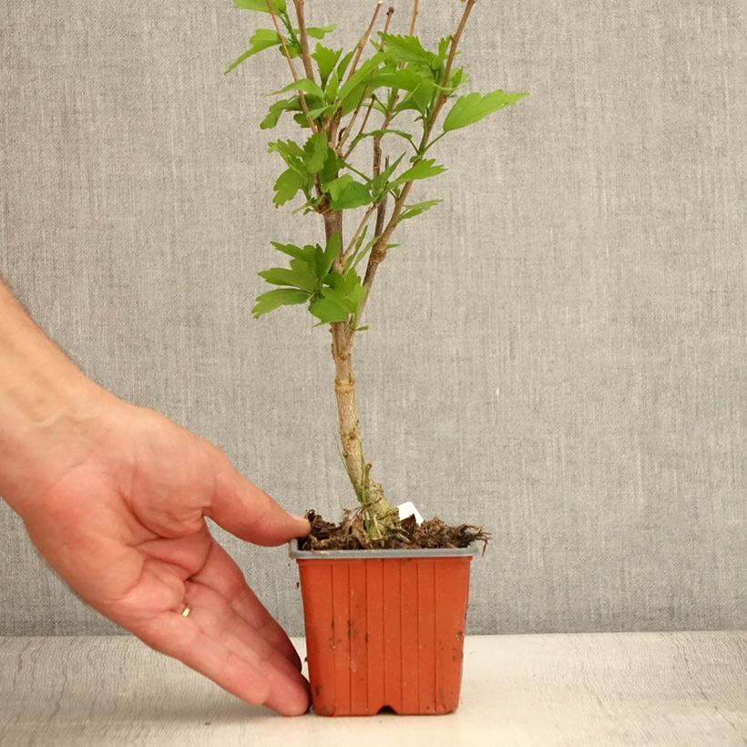 Ejemplar de Altea Ardens - Hibiscus syriacus Maceta de 8/9 cm entregado en verano