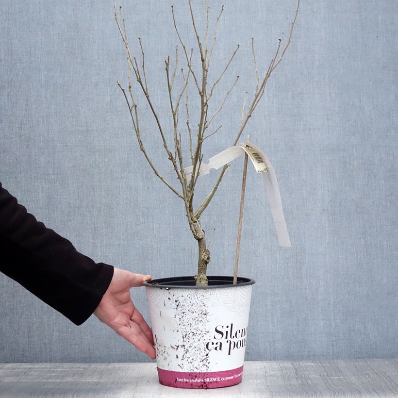 Altea B'twist Lavende - Hibiscus syriacus Maceta 4L/5L Ejemplar entregado en invierno