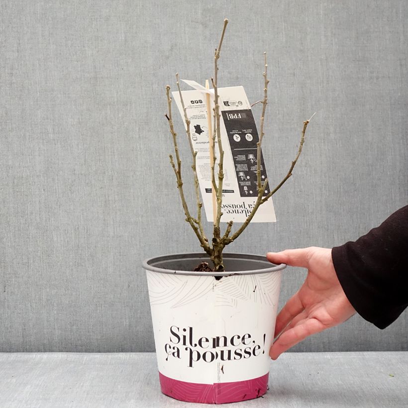 Altea Beautifull Cobalt - Hibiscus syriacus Maceta 4L/5L Ejemplar entregado en invierno