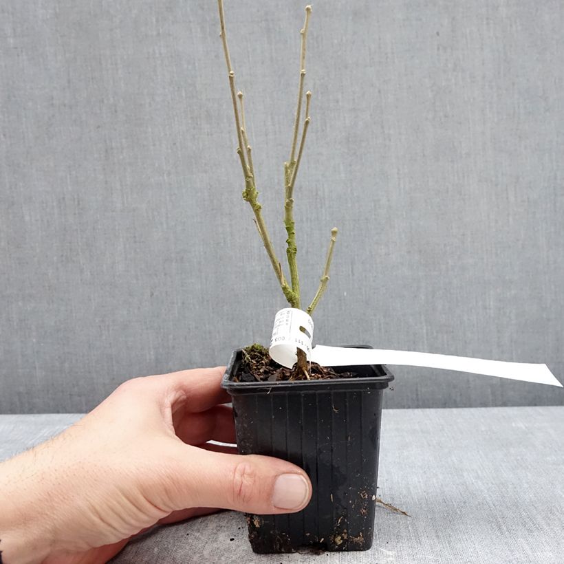 Altea Beautifull Magenta - Hibiscus syriacus Maceta de 8/9 cm Ejemplar entregado en invierno