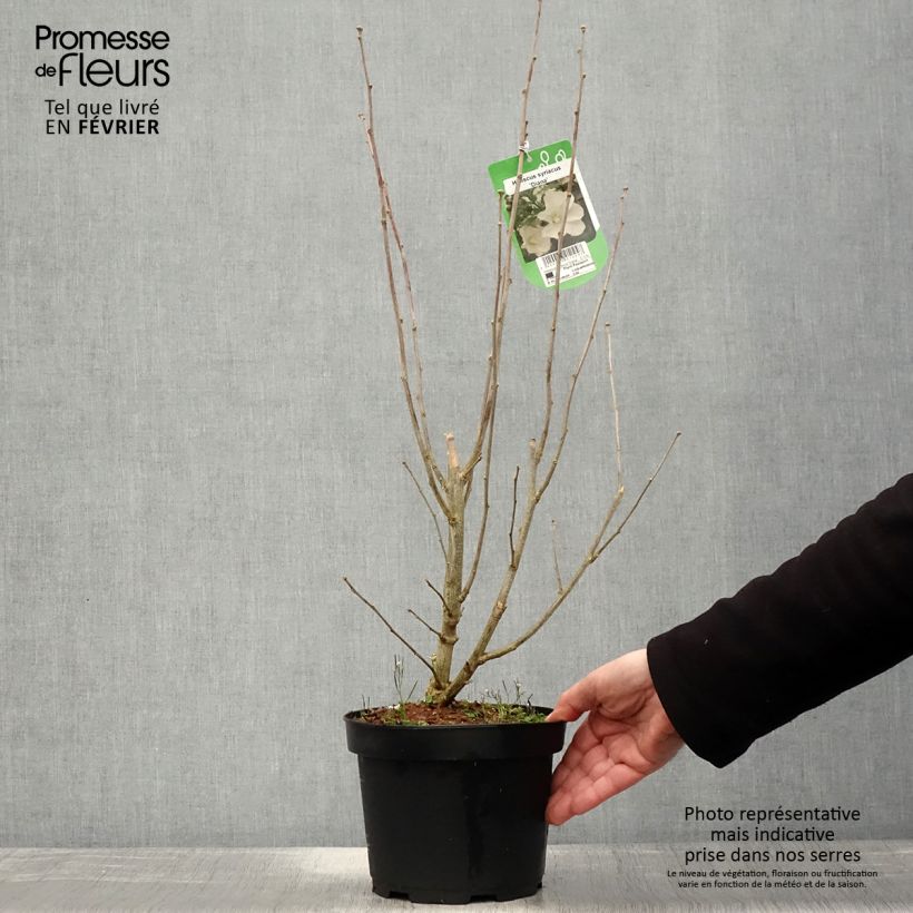 Hibiscus syriacus Diana - Altea Maceta 3L/4L Ejemplar entregado en invierno