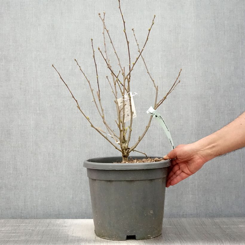 Hibiscus syriacus Eléonore - Altea Maceta 7,5L/10L Ejemplar entregado en la primavera