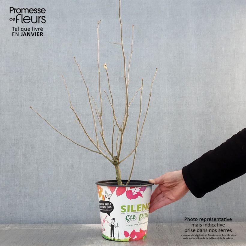 Hibiscus syriacus Eruption - Altea Maceta 4L/5L Ejemplar entregado en invierno