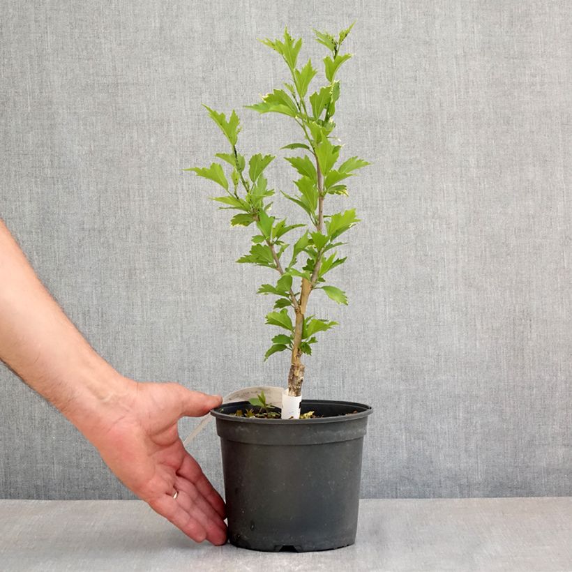 Hibiscus syriacus Flower Tower Purple - Altea Maceta 1,5L/2L Ejemplar entregado en la primavera