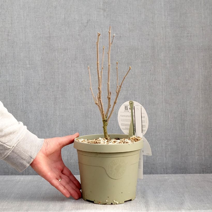 Hibiscus syriacus Flower Tower Purple - Altea Maceta 3L/4L Ejemplar entregado en invierno