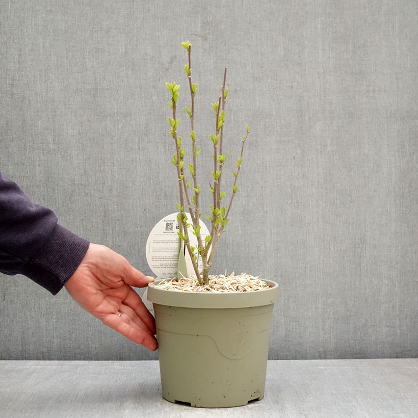 Hibiscus syriacus Flower Tower Purple - Altea Maceta 3L/4L Ejemplar entregado en la primavera