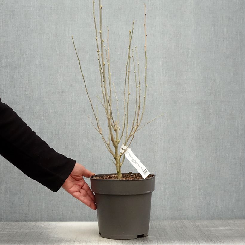 Hibisco Torre de Flores Rubí - Hibiscus syriacus Flower Tower Ruby Maceta 2L/3L Ejemplar entregado en la primavera