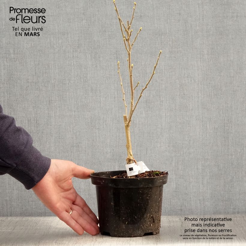 Hibisco Torre Blanco - Hibiscus syriacus Flower Tower White Maceta 1,5L/2L Ejemplar entregado en la primavera