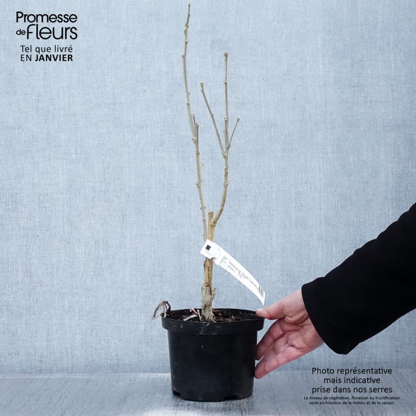 Hibisco Torre Blanco - Hibiscus syriacus Flower Tower White Maceta 1,5L/2L Ejemplar entregado en invierno