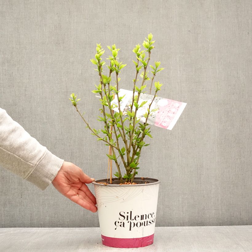 Hibiscus syriacus French Cabaret Pink - Rosa de Siria Maceta 4L/5L Ejemplar entregado en la primavera