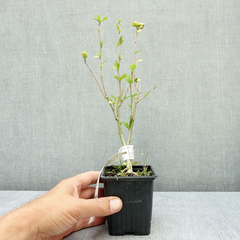 Ejemplar de Hibiscus syriacus French Cabaret White - Rosa de Siria Maceta de 8/9 cm entregado en verano