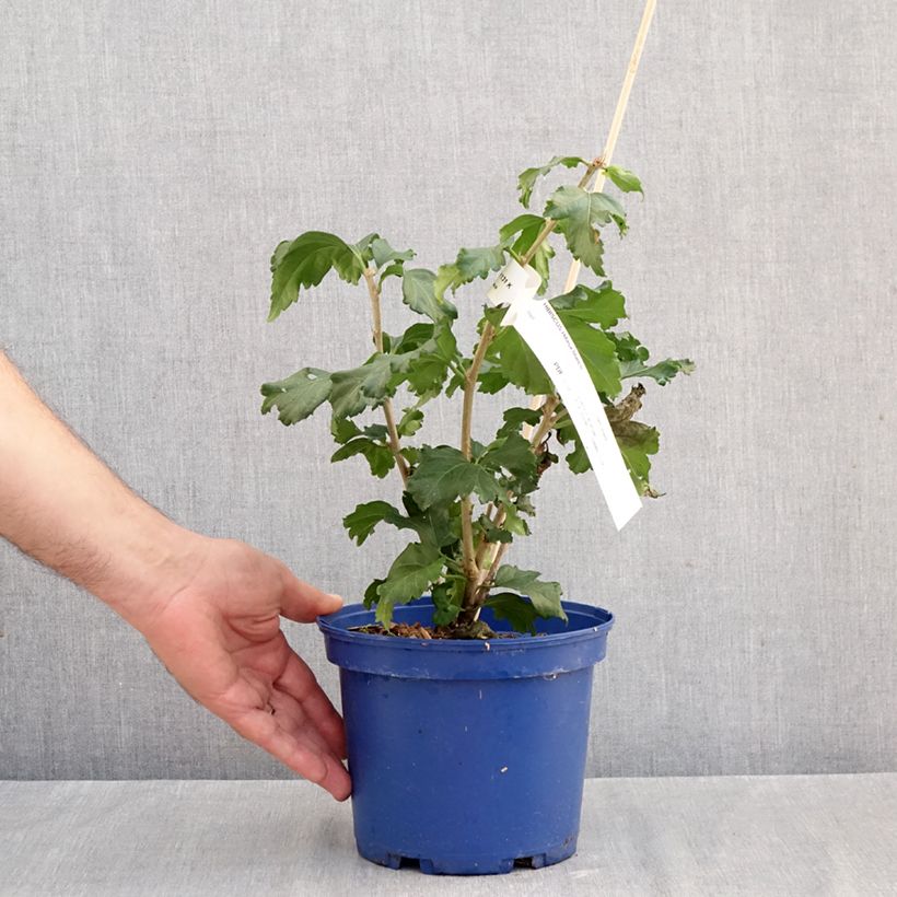 Ejemplar de Hibiscus syriacus Hibisa Blanco - Rosa de Siria Maceta 3L/4L entregado en otoño