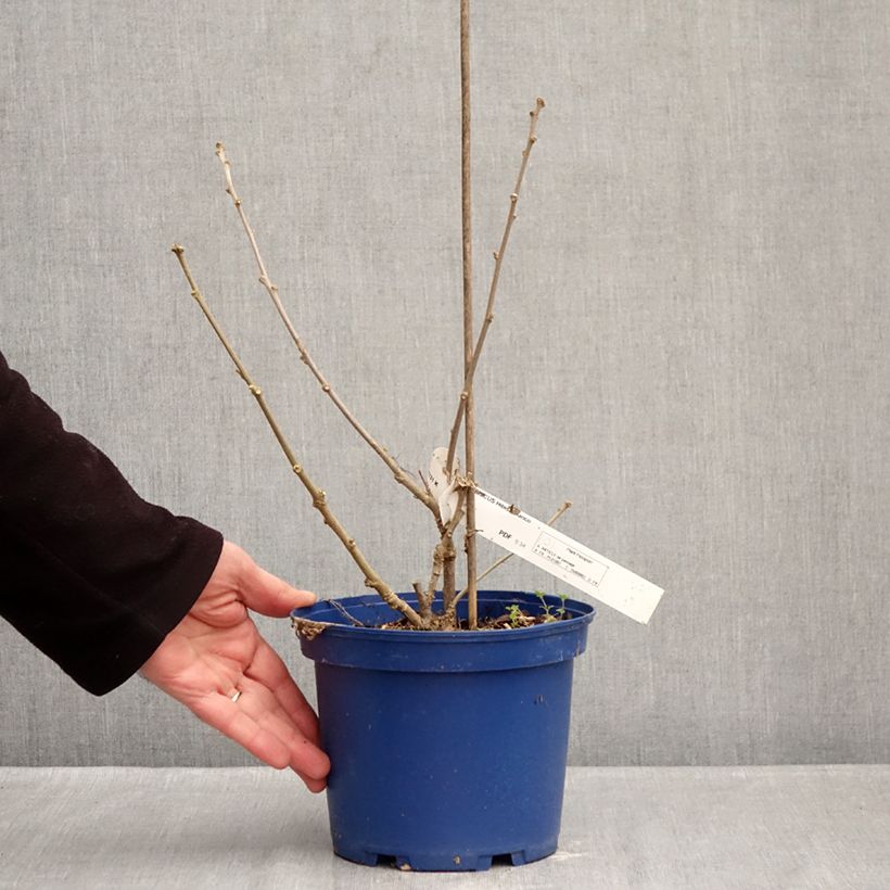 Hibiscus syriacus Hibisa Blanco - Rosa de Siria Maceta 3L/4L Ejemplar entregado en invierno