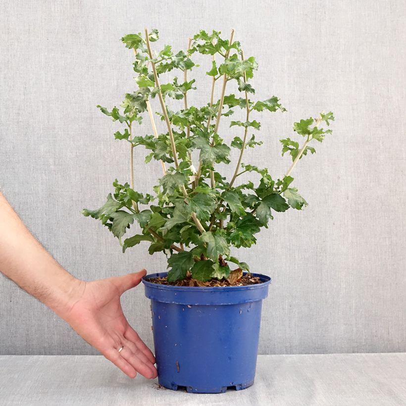 Ejemplar de Hibiscus syriacus Hibisa Cocktail - Rosa de Siria Maceta 3L/4L entregado en otoño