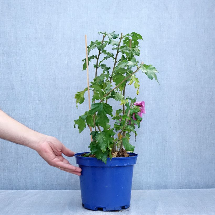 Ejemplar de Hibiscus syriacus Hibisa Rosada - Rosa de Siria Maceta 3L/4L entregado en otoño