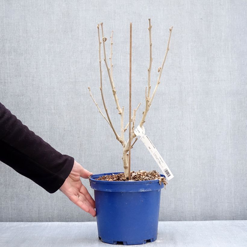 Hibiscus syriacus Hibisa Rosada - Rosa de Siria Maceta 3L/4L Ejemplar entregado en invierno