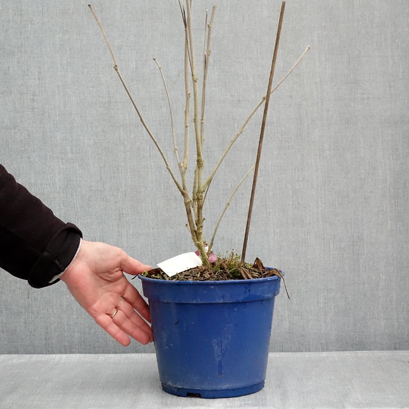 Ejemplar de Hibiscus syriacus Hibisa Sangria - Rosa de Siria Maceta 3L/4L entregado en otoño