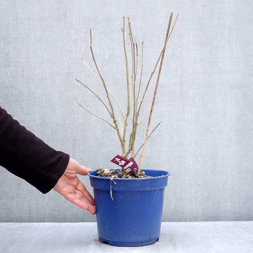 Hibiscus syriacus Hibisa Sangria - Rosa de Siria Maceta 3L/4L Ejemplar entregado en invierno