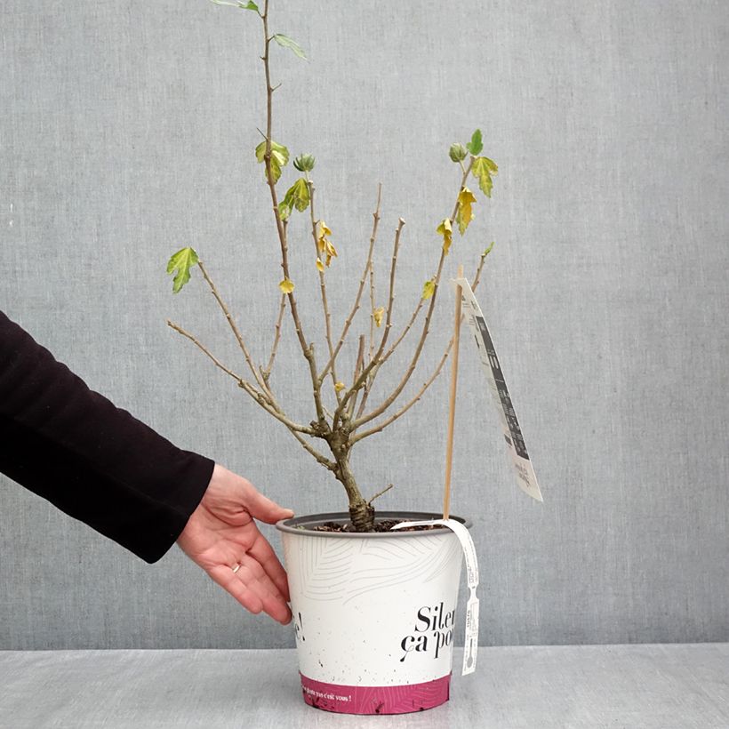 Ejemplar de Altea Igloo - Hibiscus syriacus Maceta 4L/5L entregado en otoño