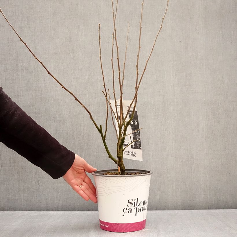 Altea Igloo - Hibiscus syriacus Maceta 4L/5L Ejemplar entregado en invierno