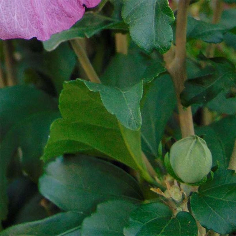 Altea Magenta Chiffon - Hibiscus syriacus (Follaje)
