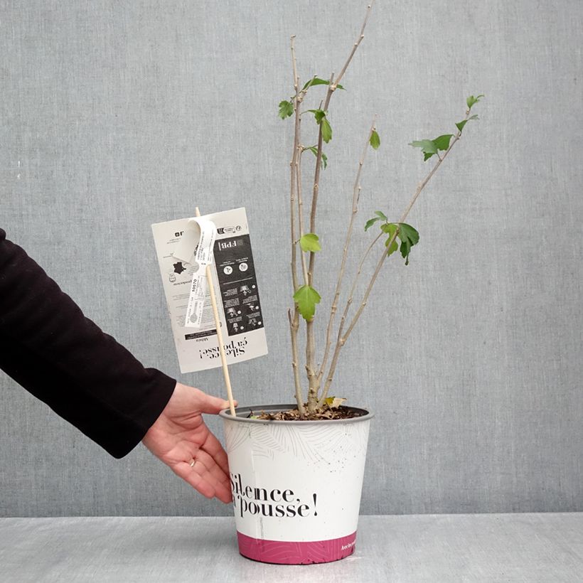 Ejemplar de Altea Pompei - Hibiscus syriacus Maceta 4L/5L entregado en otoño