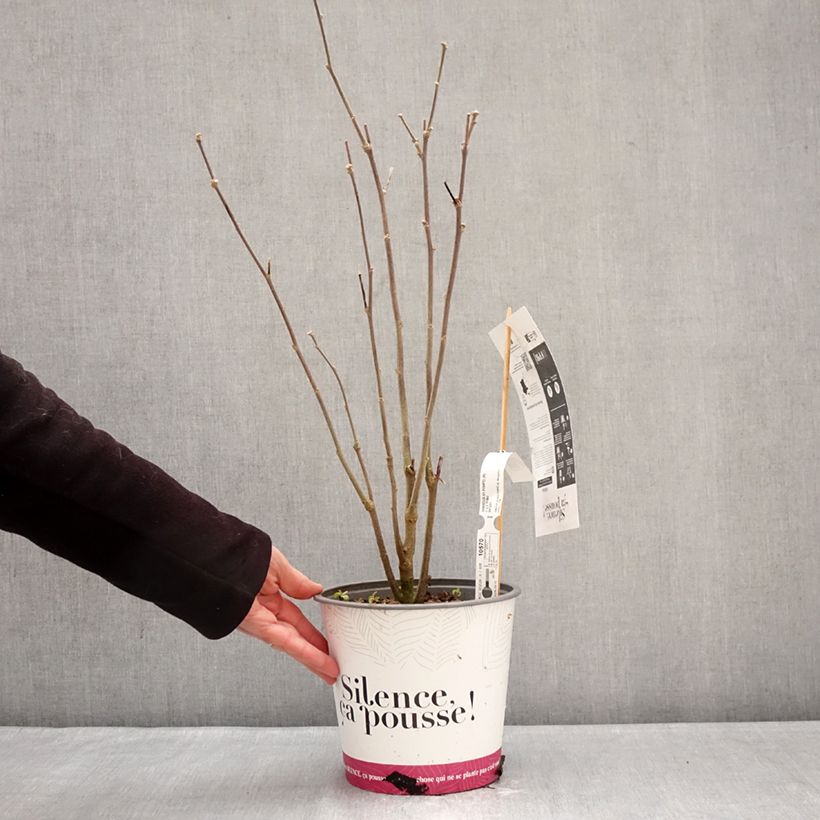 Altea Pompei - Hibiscus syriacus Maceta 4L/5L Ejemplar entregado en invierno