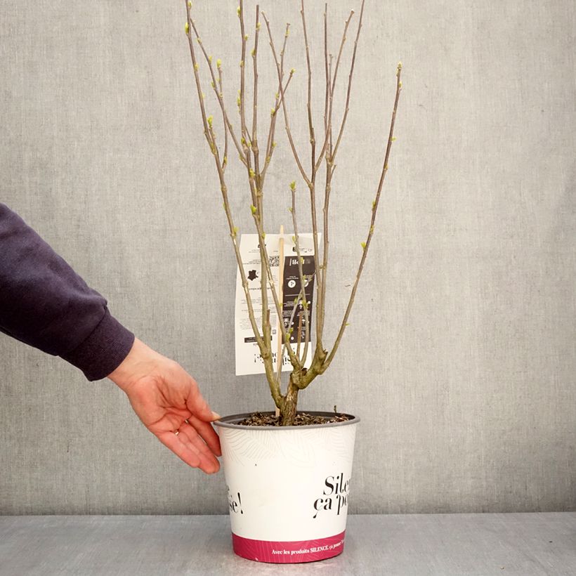 Altea Pompei - Hibiscus syriacus Maceta 4L/5L Ejemplar entregado en la primavera
