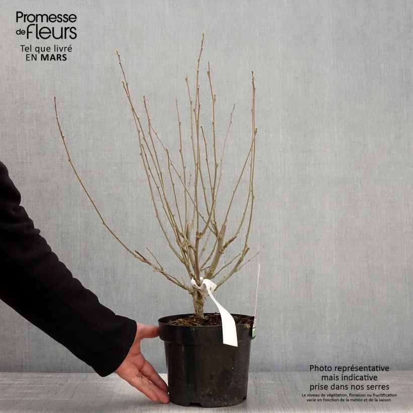 Altea Purple Ruffles - Hibiscus syriacus Maceta 3L/4L Ejemplar entregado en la primavera