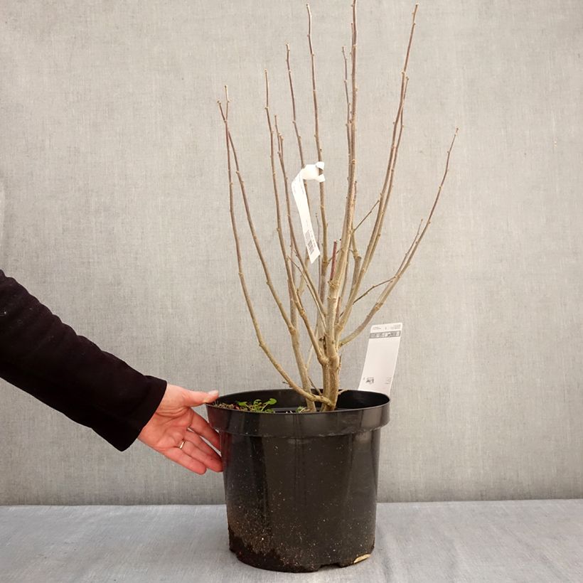 Altea Purple Ruffles - Hibiscus syriacus Maceta 7,5L/10L Ejemplar entregado en invierno