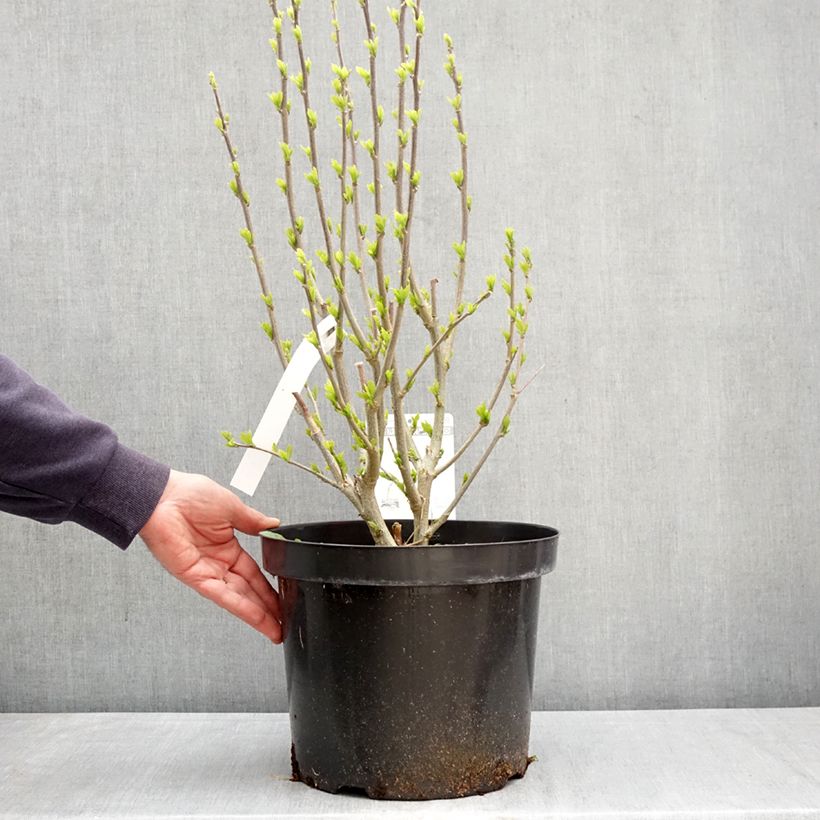 Altea Purple Ruffles - Hibiscus syriacus Maceta 7,5L/10L Ejemplar entregado en la primavera